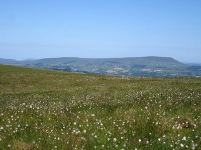 Foto A3 Eine Fülle Baumwollgras Hurstwood Pendle ist am Horizont. c2017