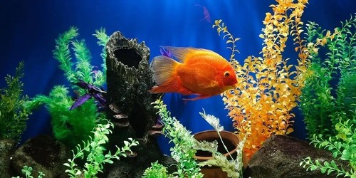 Aquariumreinigungswerkzeug, mit langer Griffklinge, Schaber, Schwamm & Kiesrechen - Bild 4 von 6