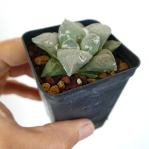 Ariocarpus retusus cv FRUMUDOSU X Ariocarpus GREY CAULIFLOWER - - - Foto 2 di 3