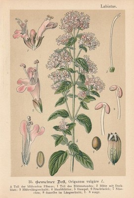 Echter Dost (Origanum vulgare) Chromo-Lithographie von 1893 Heilpflanzen