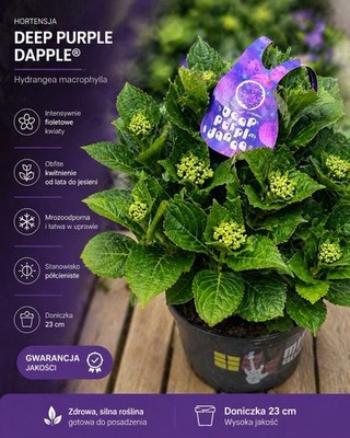 Gartenhortensie  Deep Purple    außergewöhnliche Farbe, winterhart, Zierstrauch