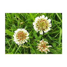 Dutch White Clover Nitro Coated Inoculated By Seed Kingdom 120,000 Seeds
