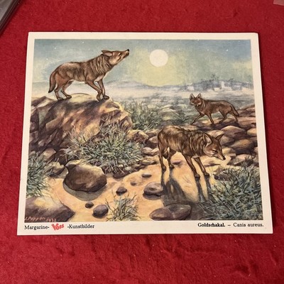1950s Voss Art Pics  The Animal Kingdom  GOLDEN JACKAL Trade Card Series 6 EX
