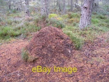 Photo 6x4 Wood ant nest Great mounds of pine needles the nest of wood ant c2007