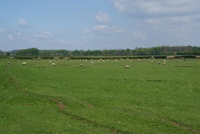 Photo A3 Sheep grazing below Hall Garth Hill Nunwick/SE3274 Hall Garth  c2013