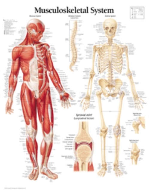 Musculoskeletal System Laminated Poster by Scientific Publishing (Poster)