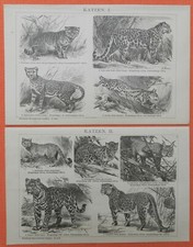 Wildkatze Serval Irbis Luchs Leopard Jaguar  Felis  Holzstich 1894 Katzen I + II