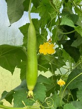 10 Vegetable Sponge dishcloth Gourd Luffa Sponge Gourd Smooth Loofah Seeds USA