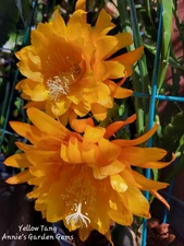 Epiphyllum Yellow Tang Unrooted Cuttings - 8 to 10 inches long