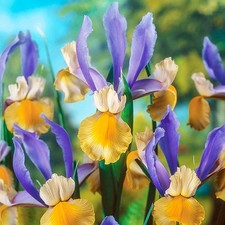 Iris Bulbes Fleurs Iris Iris hollandais Miss Saigon 10 Pc.