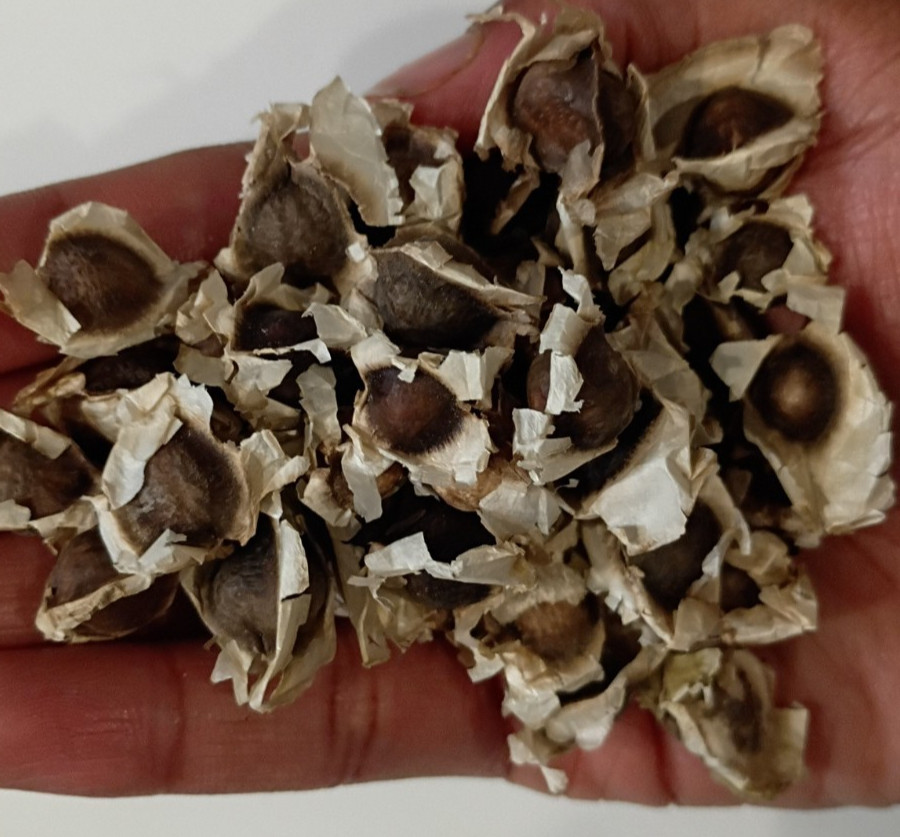 MORINGA edible planting seed NO-GMO 20+seeds garden High Germination Heirloom