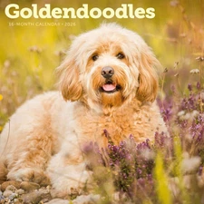 Carousel Calendars,  Goldendoodles 2026 Wall Calendar, 12'' X 12'', 16-Month Cal