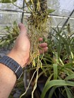Cattleya tigrina flamea 4n x Blc Duriagan MOUNTED orchid — photo 2