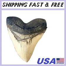 Megalodon Giant Shark Tooth