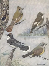 Original 1927 Antique Color Bird Print - FLYCATCHERS - Louis Agassiz Fuertes