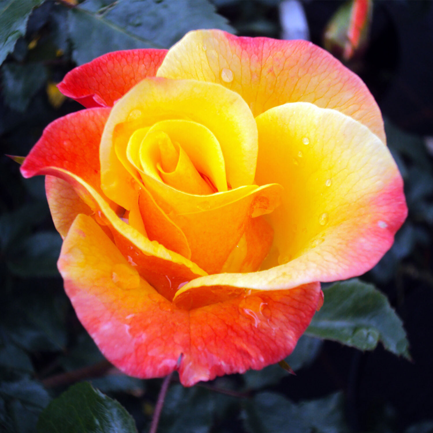 Moonlight ® Kletterrose im großen XXL 7,5 Liter Topf