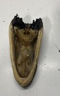 Crocodile Head Taxidermy Real Preserved Skull Figurine Decor Display Home — photo 4