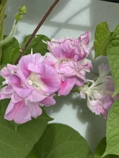 20 Pink Split Second Morning Glory Seeds Heirloom Cottage Garden Vine Double