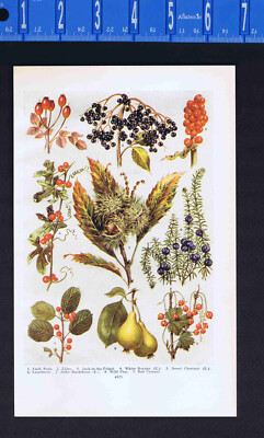 Snowberry, Walnut, Red Poppy, Pear, Currant, Crowberry, Elder-WILD FRUIT - 1929