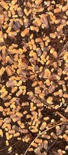 30 Rubber Ducky/blonde Mix Isopods