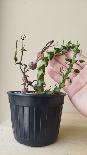Ceropegia simonae + Free Phyto , ASCLEPIADACEAE , APOCYNACEAE - Picture 4 of 23
