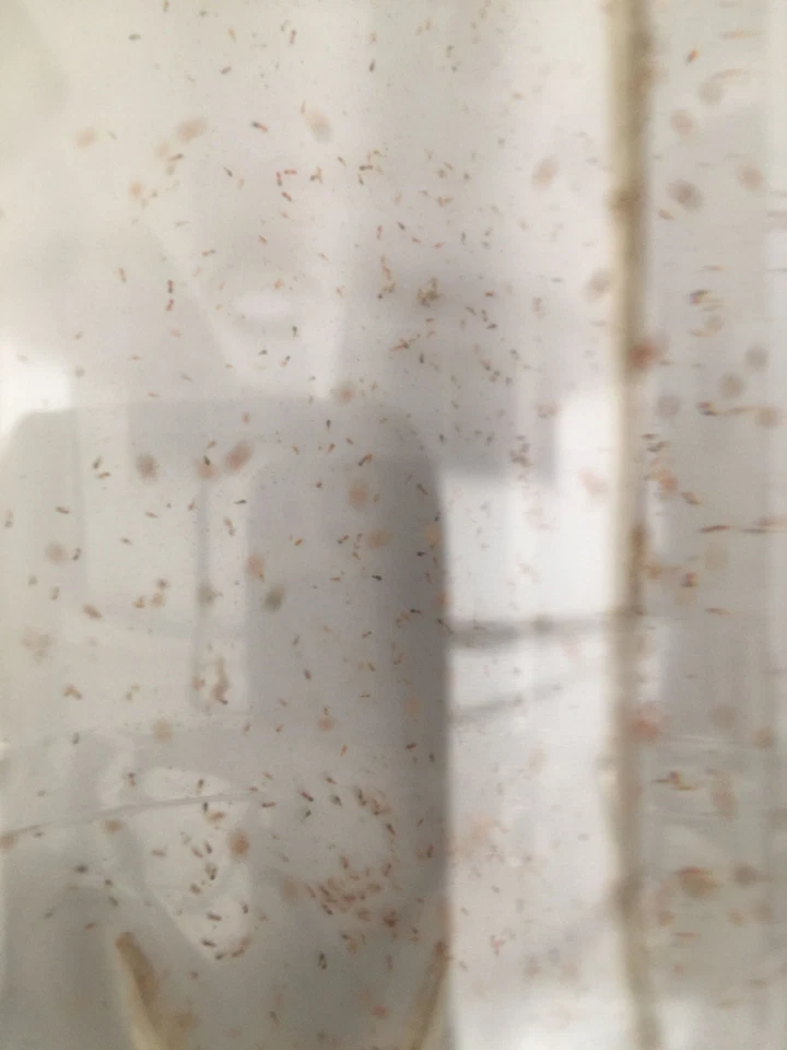 1000 ml Hoch Konzentrat copepods Koralle Futter - Bild 3 von 4