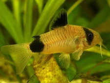 Group Panda Corys flat cost  2 day shipping