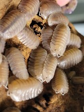 6 count Cubaris Soil