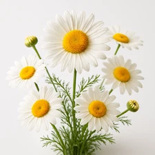 15000 GERMAN CHAMOMILE SEEDS 🌼 HEIRLOOM TEA HERB NON-GMO USA FREE SHIPPING