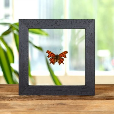 The Comma Butterfly In Clear Glass Frame (Polygonia c-album)