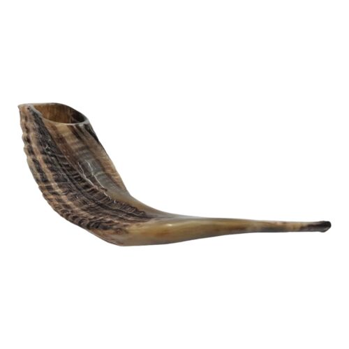 100% Kosher Natural Ram Horn Shofar size 14-16" (35-40cm) Curved Made in Israel - Afbeelding 1 van 9