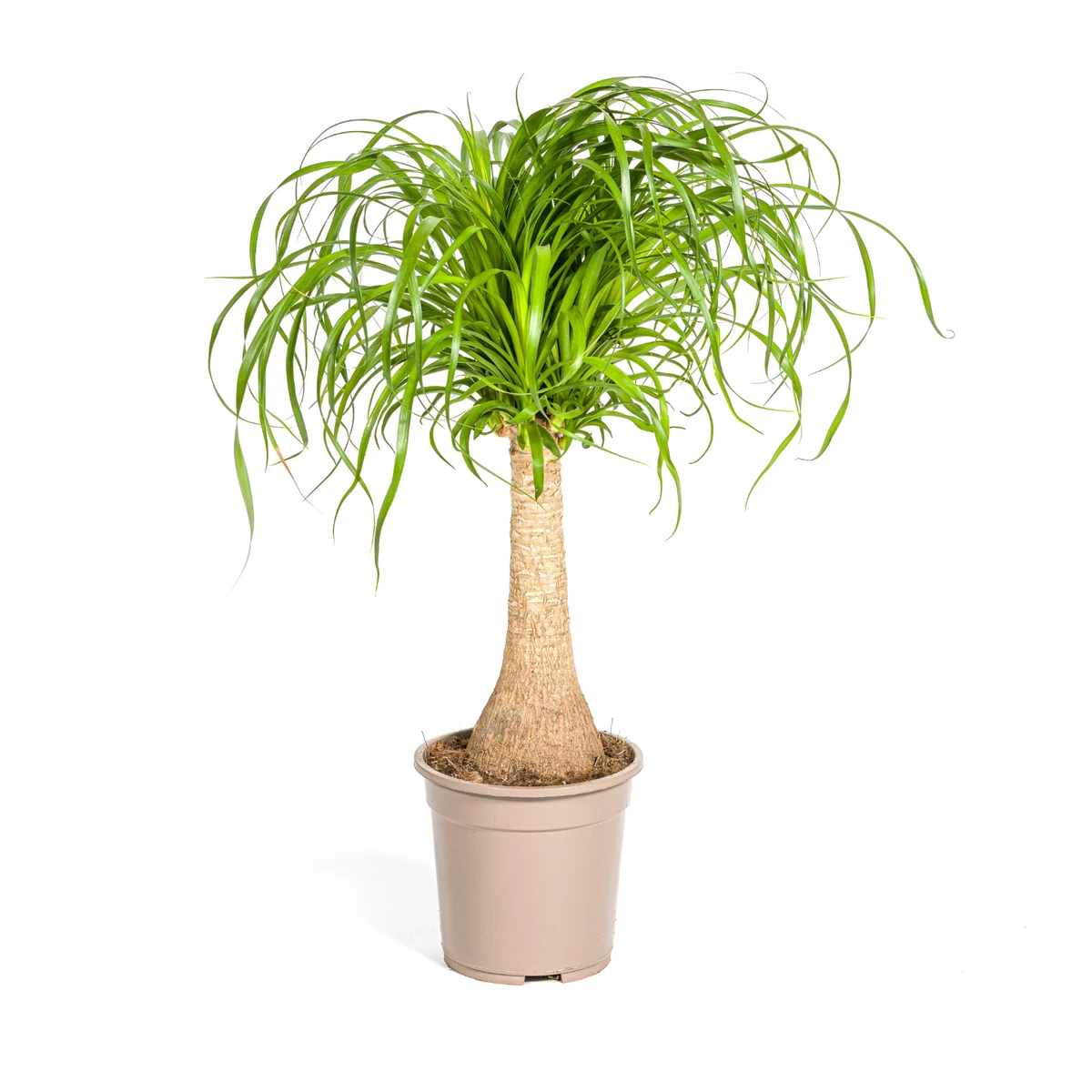 Elefantenfu Beaucarnea Pflanzen, Zimmerpflanzen online kaufen | eBay.de