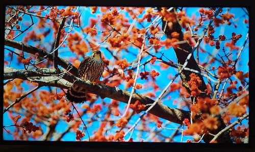 Hisense 40A4EGTUK 40" Smart Full HD LED TV - Picture 4 of 16