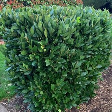 Suttons Bay Laurus Nobilis Garden Foliage Plant Evergreen Shrub 1 x 3 Litre Pot