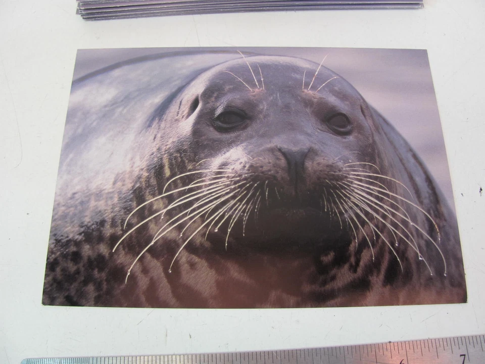 LOTE DE 18 TARJETAS DE NOTAS DE FELICITACIÓN SELLO PUERTO gráficos Crane Creek Foto 2 de 4