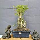 Picture 5 of 10