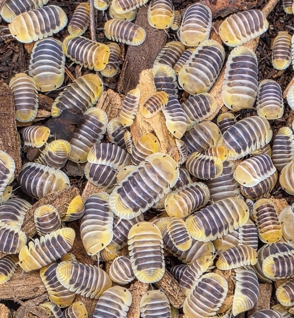 10+ Jupiter Isopods
