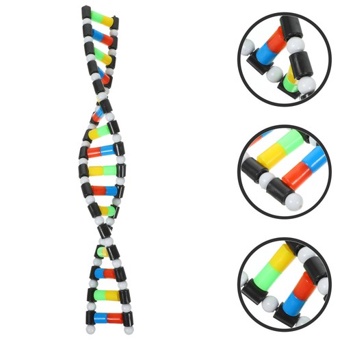 Biologisches Lehrmodell DNA Kindermodelle Doppelhelix Schülerspielzeug - Bild 12 von 12