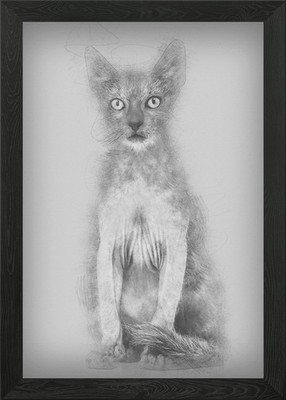Kätzchen Lykoi Katze 3 Monate Gerahmtes Wandbild Poster Leinwanddruck Bild