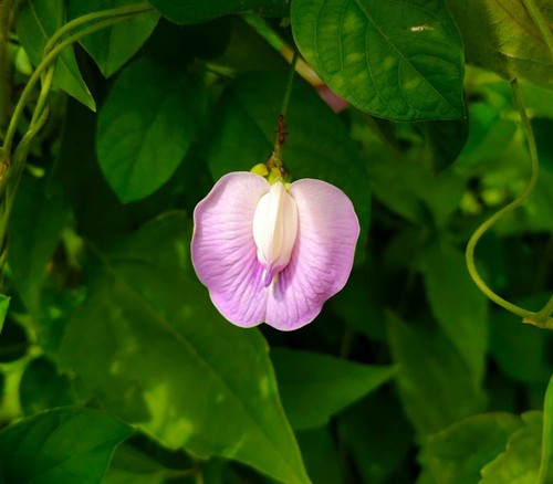 Różowe serbse motylkowe - Clitoria ternatea Pink butterfly 5+ nasion Ed 077 - Zdjęcie 1 z 1