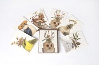 The Pencil Factory Vicki Sawyer Boxed Card Set Of 6 on sale The Pencil Factory Vicki Sawyer Boxed Card Set Of 6 on sale