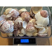 Large Lot Calico Scallops Shell Seashells Nautical Craft Beach Wedding VTG