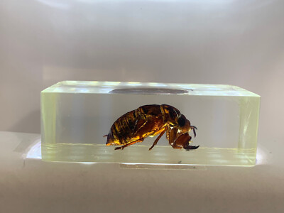 Zikadenlarve  in Acrylblock / durchsichtig / echte Käfer und Insekten