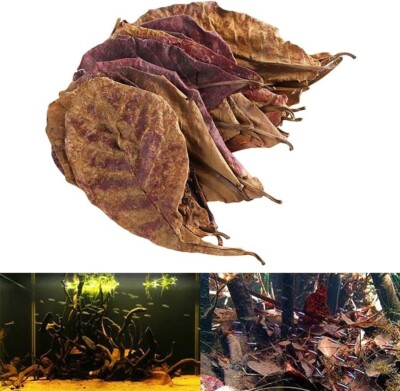 100x Indian Almond Leaves A+ Catappa Ketapang Fish Shrimp Aquarium free shipping