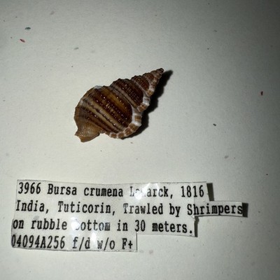 Bursa Crumena Seashell With Full Collection Data Gift, Collectors, Decor,