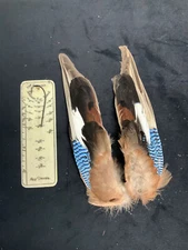 Eurasian Jay wings