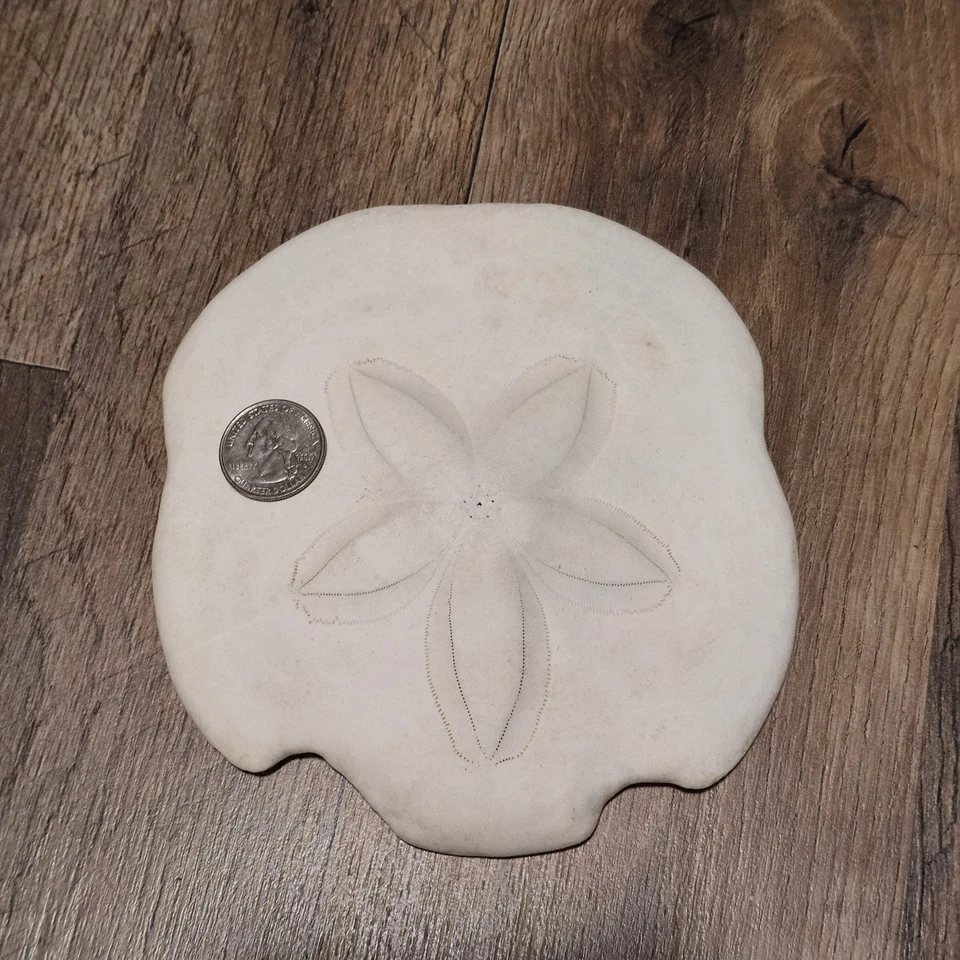 Fossilized Sand Dollar Genuine Sea Urchin Fossil Puffy Sea Biscuit Sanddollar 6" - Image 2 of 4