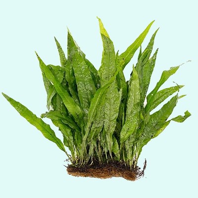 Java Fern Mat (Microsorum Pteropus) on Mat Size: Half Mat