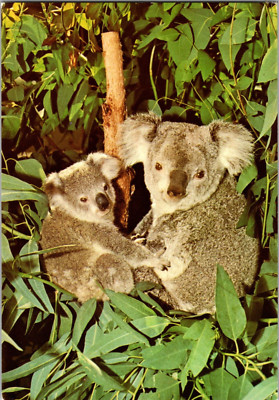 Vtg Postcard Koalas Atop a eucalyptus Tree, San Diego Zoo, California