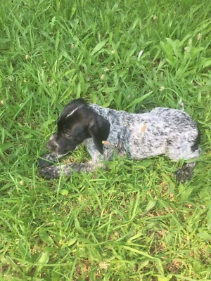 German Shorthaired Pointer Pups Dogs Puppies Gumtree